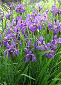 Iris ensata                                       